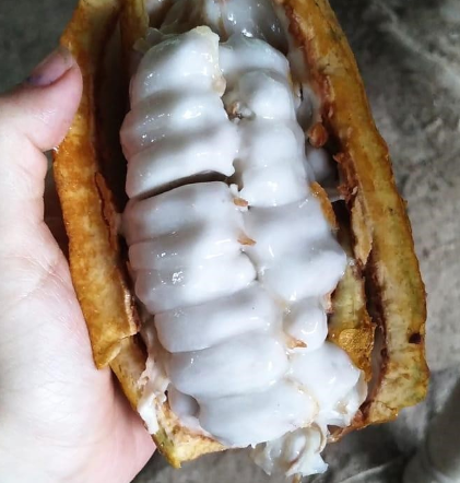 Escaping Coronavirus pt. 2: A Month in the Amazon Rainforest 12 cacao Adventure & solo female travel blog
