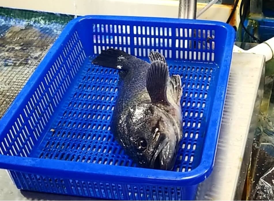 Noryangjin Fish Market On A Layover: 5 Things To Know Before You Go 4 A live fish being weighed