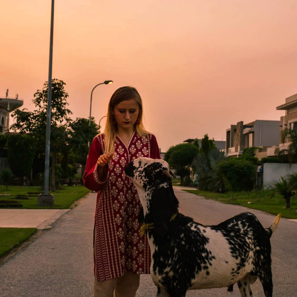 Celebrating Eid Al-Adha In Pakistan: My Eye-Opening Experience 5 A sacrificial goat for Eid al-Adha.