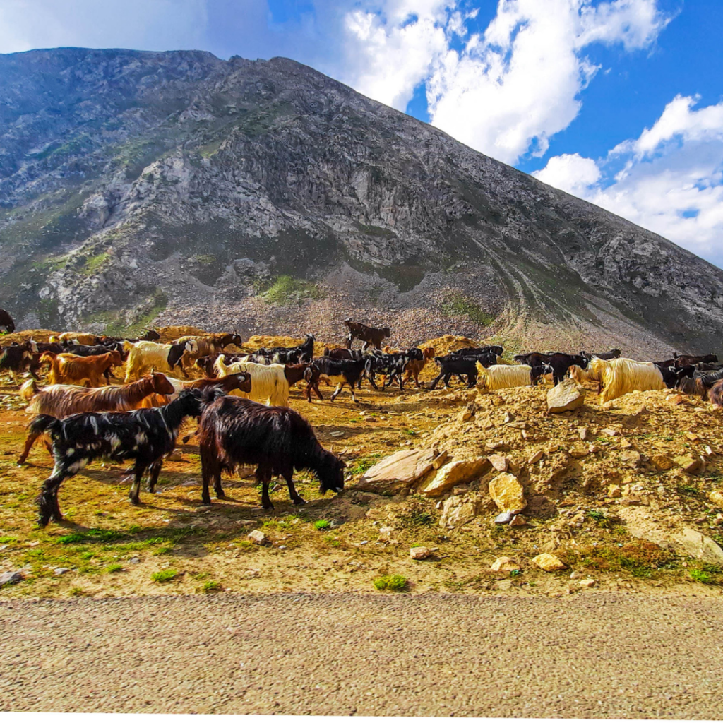 Stuck On The World's Most Dangerous Road: Pakistan Travel Stories 7 Seeing goats grazing beside the Karakoram Highway may give off a peaceful impression but don't let yourself be fooled: The Karakoram Highway is one of the most dangerous roads in the world!