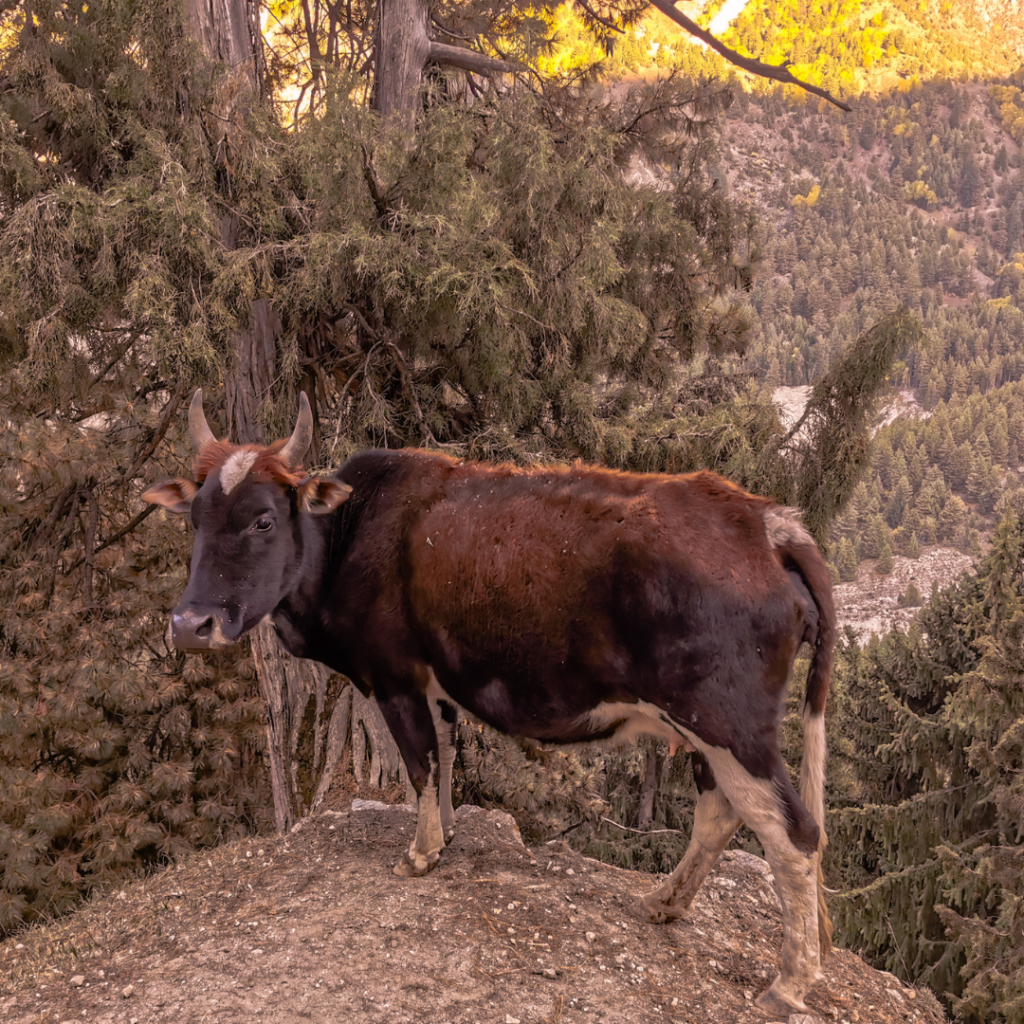 Fairy Meadows And Nanga Parbat Basecamp Trek - Everything You Need To Know 21 Cow standing on a rock on the trek to Fairy Meadows.