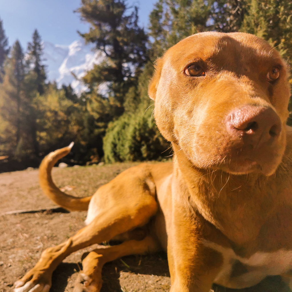 Fairy Meadows And Nanga Parbat Basecamp Trek - Everything You Need To Know 20 Dog resting in front of the mighty Nanga Parbat.