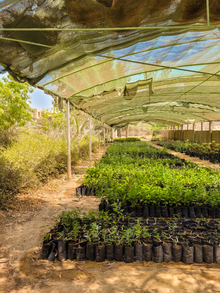 20 Stunning Places To Visit In Chabahar, Iran 16 Horticulture under a shaded roof in Tis Natural Garden, Chabahar, Iran.