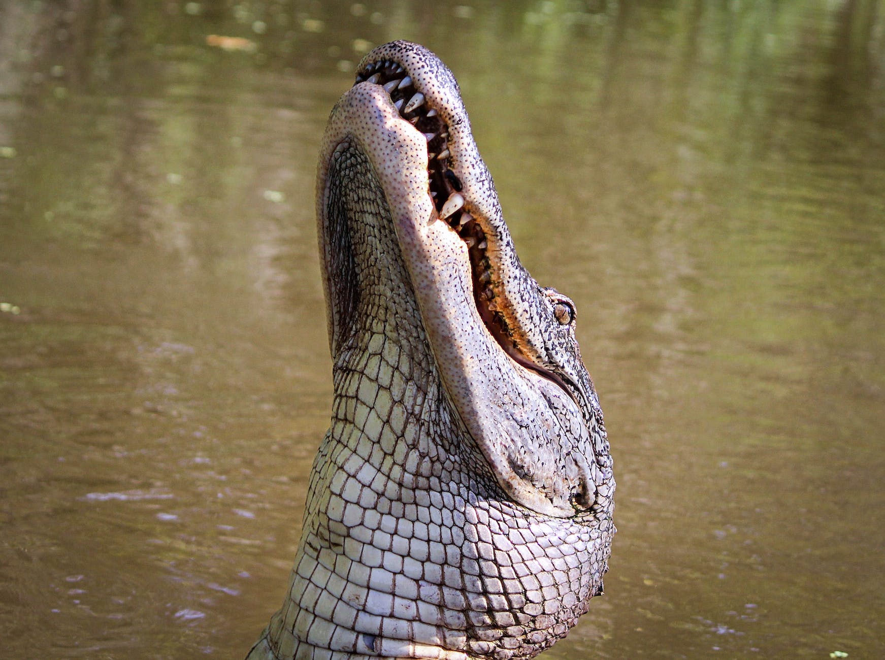 20 Stunning Places To Visit In Chabahar, Iran 23 alligator in lake