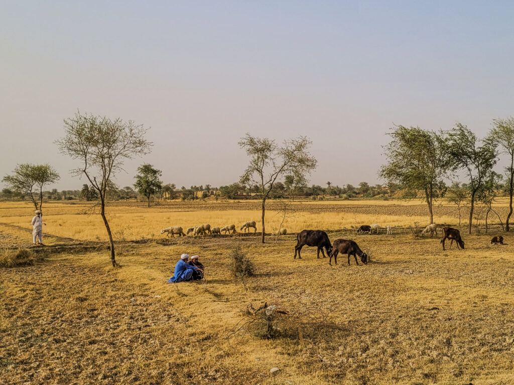 A dry yellow field with cattle and sheep grazing and tribal meant sitting in traditional attire and turban in Rajanpur, Punjab, Pakistan