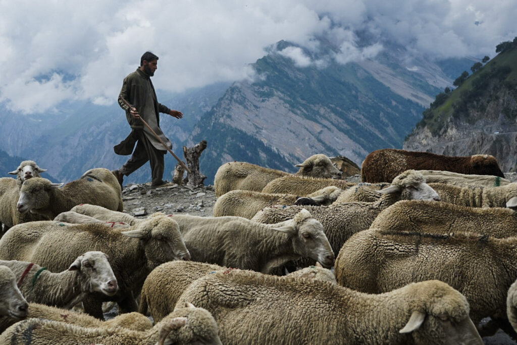 A shepherd surrounded by a herd of white sheep walking on a narrow mountain road in Sonmarg, Kashmir. There are mountains covered in clouds in the background.
